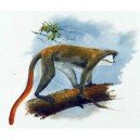 Enkima - Red-tailed monkey