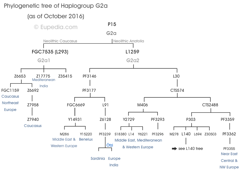 Если вы новичок в генетической генеалогии, пожалуйста, проверьте наш   Введение в филогенетику   понять, как читать филогенетическое дерево