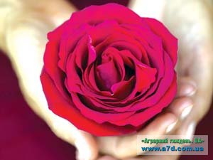 Древние греки также считали розу даром богов